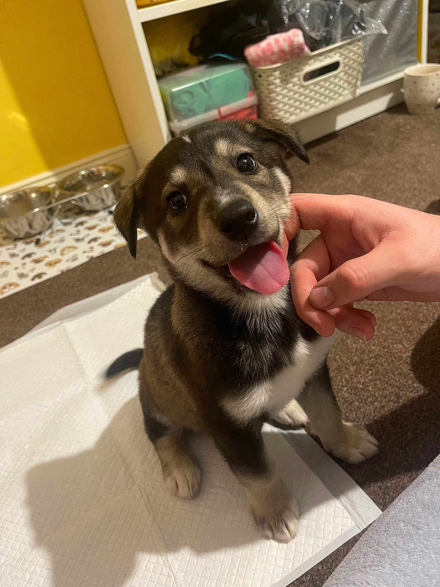 Ozzy is registered to the contest to win money with this photo: puppy, dog, pet, indoor, training_pad, happy, tongue_out, hand, scratching, carpet, bowl, food_bowl, water_bowl, sitting, cute, young_dog, brown_fur, black_fur, white_fur, home