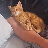 Tigger joined the competition — help win amazing prizes! kitten, cat, sleeping, orange_tabby, pet, arm, cozy, resting, indoor, bed, blanket, human_arm, cute, fur, animal, domestic_cat, relaxed, comfort, nap, feline