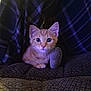 Tigger joined the competition — help win amazing prizes! kitten, cat, orange_tabby, pet, indoor, couch, plaid_blanket, texture, fur, young_animal, cute, wide_eyes, cozy, sitting, curious, domestic_cat, soft_lighting, background, furniture, resting