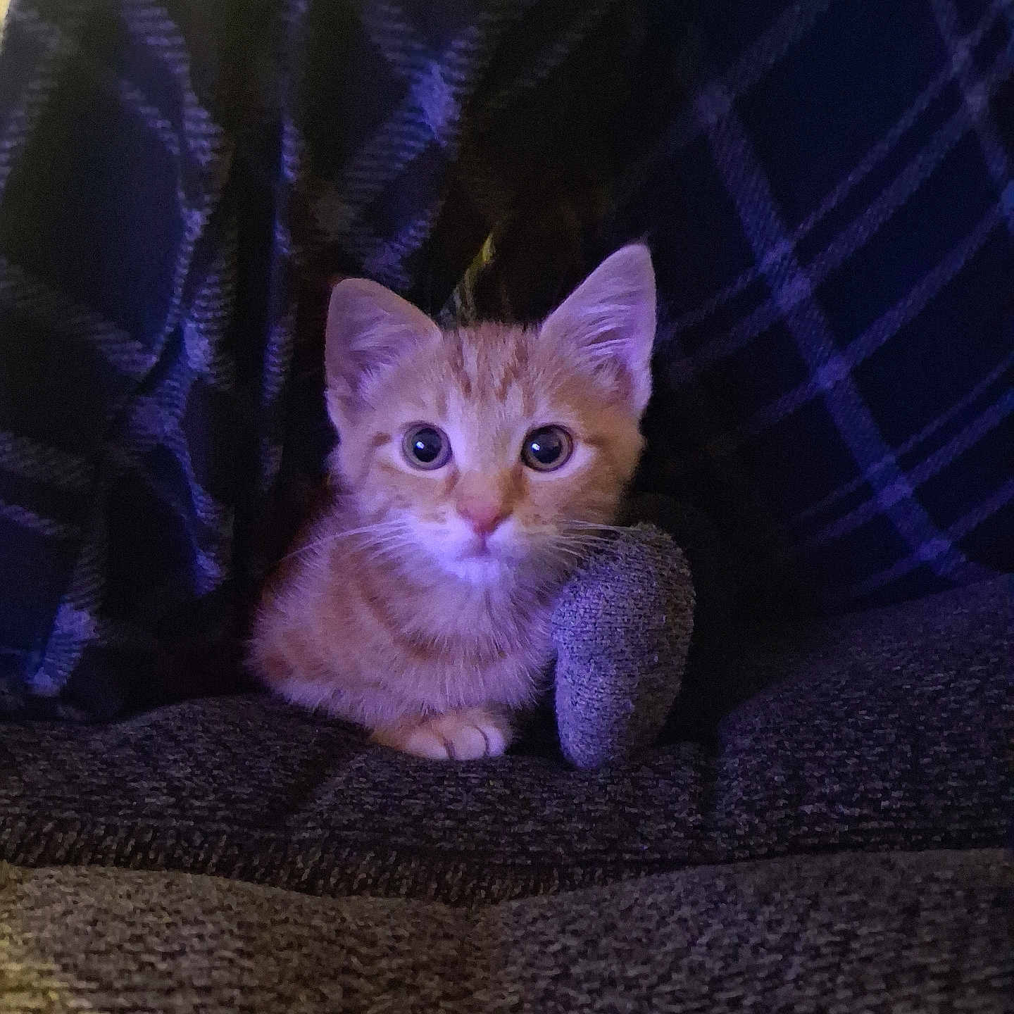 Tigger joined the competition — help win amazing prizes! background, cat, couch, cozy, curious, cute, domestic_cat, fur, furniture, indoor, kitten, orange_tabby, pet, plaid_blanket, resting, sitting, soft_lighting, texture, wide_eyes, young_animal