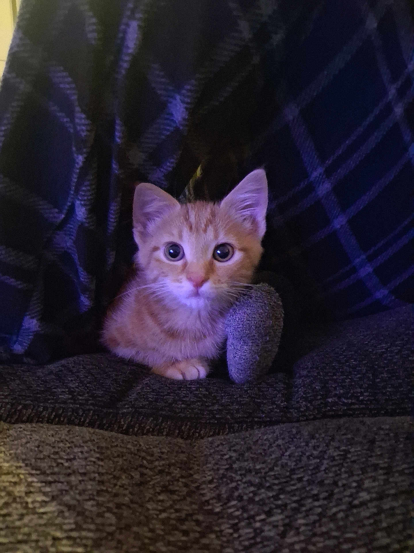 Tigger joined the competition — help win amazing prizes! kitten, cat, orange_tabby, pet, indoor, couch, plaid_blanket, texture, fur, young_animal, cute, wide_eyes, cozy, sitting, curious, domestic_cat, soft_lighting, background, furniture, resting