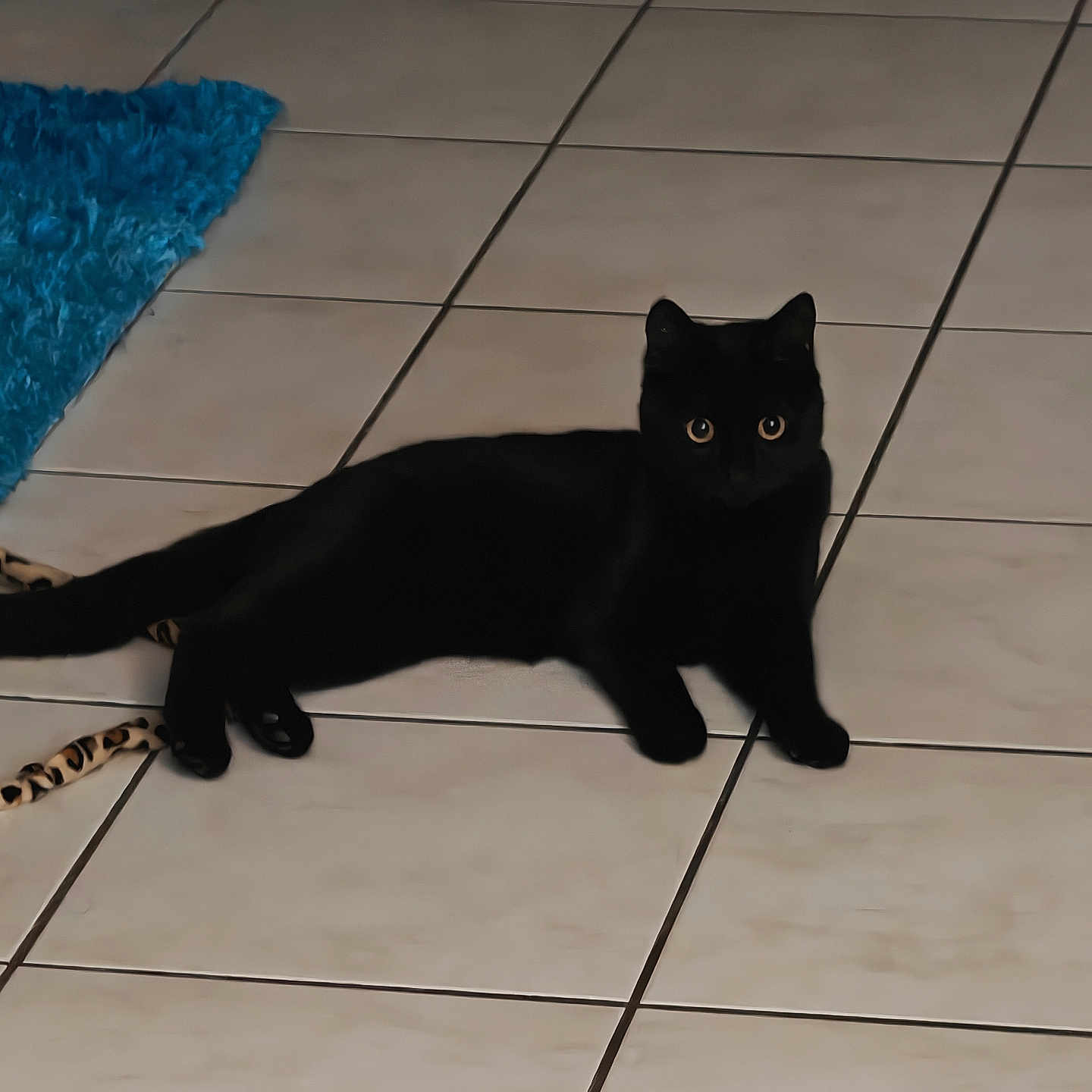 Cookie participe au concours pour gagner de l'argent avec cette photo : abyssinian, animal, blackcat, cat, flagstone, manx, path, pet, slate, tile, walkway