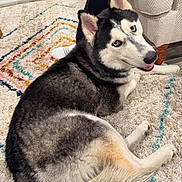 Chip joined the competition — help win amazing prizes! animal, canine, cat, clothing, dog, dogbed, hosiery, husky, pet, puppy, sock