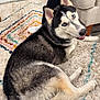 animal, canine, cat, clothing, dog, dogbed, hosiery, husky, pet, puppy, sock