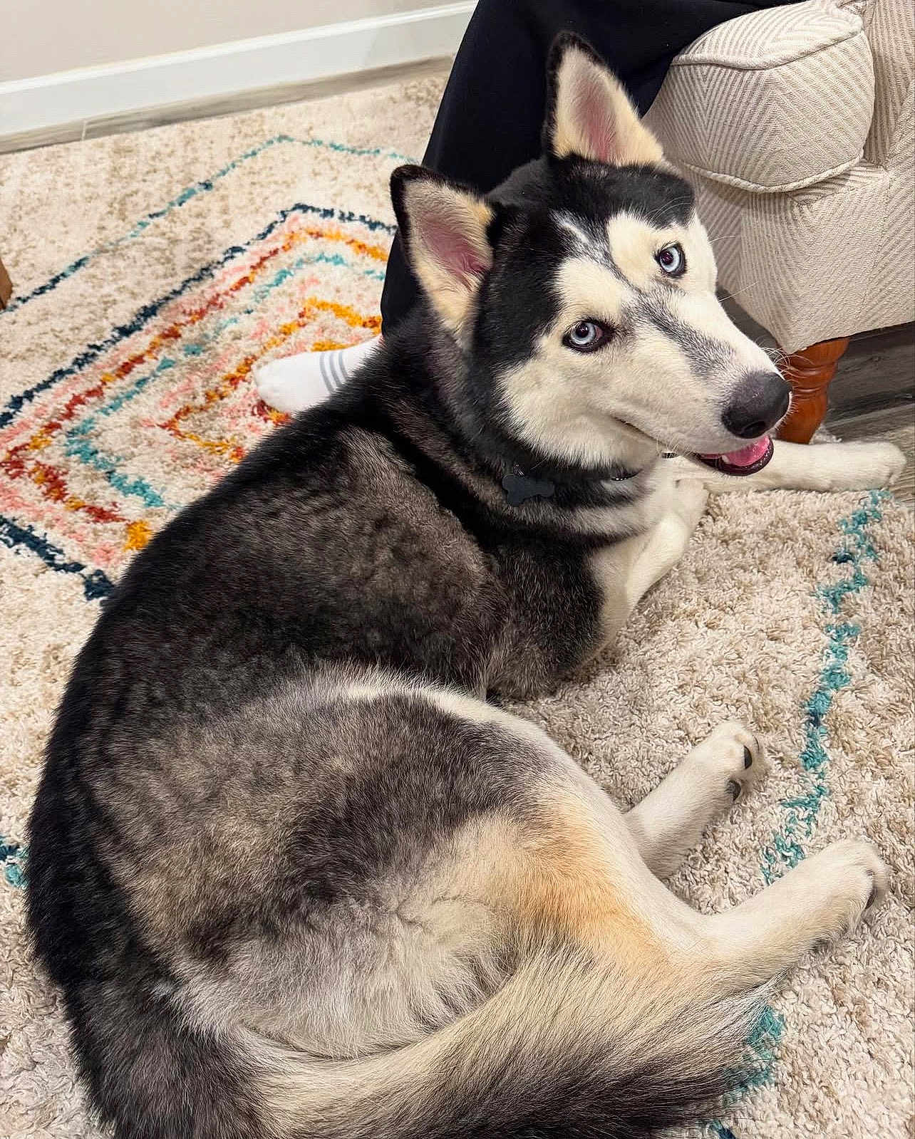 Chip joined the competition — help win amazing prizes! animal, canine, cat, clothing, dog, dogbed, hosiery, husky, pet, puppy, sock