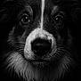 Stella a rejoint le concours — aidez-le/la à gagner de superbes lots ! dog, close_up, black_and_white, face, fur, whiskers, portrait, animal, canine, intense_gaze, detailed, texture, monochrome, lighting, shadow, nose, eyes, expression, pet, studio