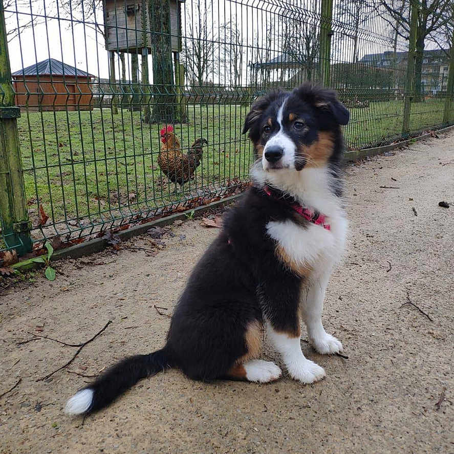 Stella