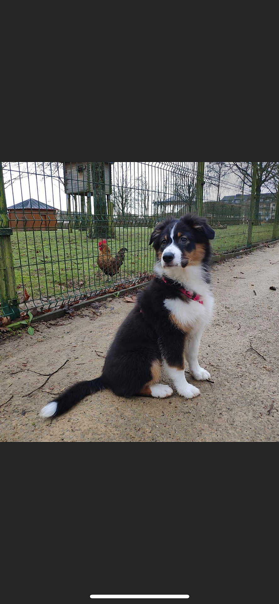 Stella
