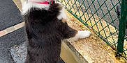 Stella a rejoint le concours — aidez-le/la à gagner de superbes lots ! dog, standing, hind_legs, fence, chain_link, collar, outdoor, curious, black_fur, white_fur, brown_fur, pavement, stone_ledge, pet, canine, side_view, looking, tail, ears, snout