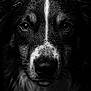 Stella a rejoint le concours — aidez-le/la à gagner de superbes lots ! dog, close_up, black_and_white, portrait, wet_fur, water_droplets, animal, face, eyes, nose, whiskers, texture, expression, canine, moody, detailed, macro, intense, focus, artistic