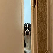 Stella participe au concours pour gagner de l'argent avec cette photo : dog, door, peeking, curious, indoor, animal, pet, wood, wall, white, black, brown, face, canine, narrow_gap, floor, home, furniture, handle, light