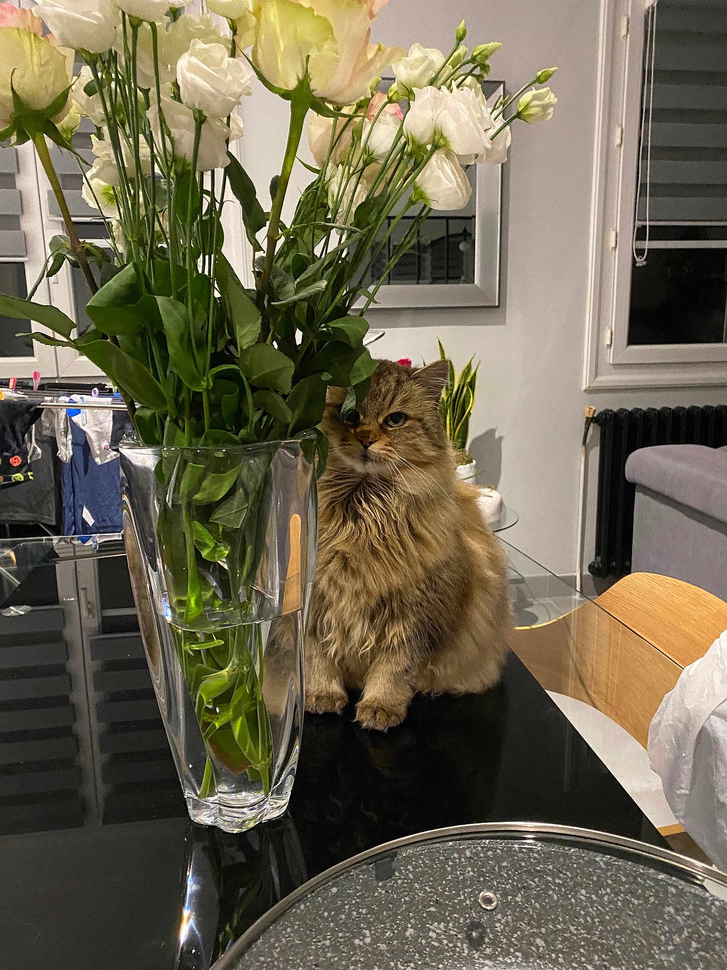 Inès a rejoint le concours — aidez-le/la à gagner de superbes lots ! cat, flower, vase, glass, table, indoor, plant, furniture, window, mirror, household, pet, fur, domestic_animal, living_room, wooden_chair, black_surface, green_leaves, white_flower, reflection