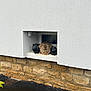 cat, fluffy, window, white_wall, stone_wall, owl_statues, ledges, outdoor, pets, animals, resting, quiet, decorative, fluffy_cat, feline, statues, architecture, nature, calm, daytime