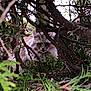 Inès a rejoint le concours — aidez-le/la à gagner de superbes lots ! cat, animal, outdoor, nature, branches, leaves, greenery, fur, pet, mammal, wildlife, hidden, camouflage, bush, closeup, face, eyes, feline, curious, stealth
