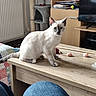 cat, white_cat, gray_cat, coffee_table, living_room, cat_tree, television, furniture, wooden_table, sitting_cat, curious_cat, indoor, home, shelf, books, cord, knees, casual, domestic, pet