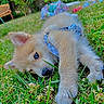 animal, blue_eyes, canine, closeup, cute, dog, fur, garden, grass, greenery, harness, lying_down, nature, outdoor, pet, playful, puppy, relaxed, summer, young
