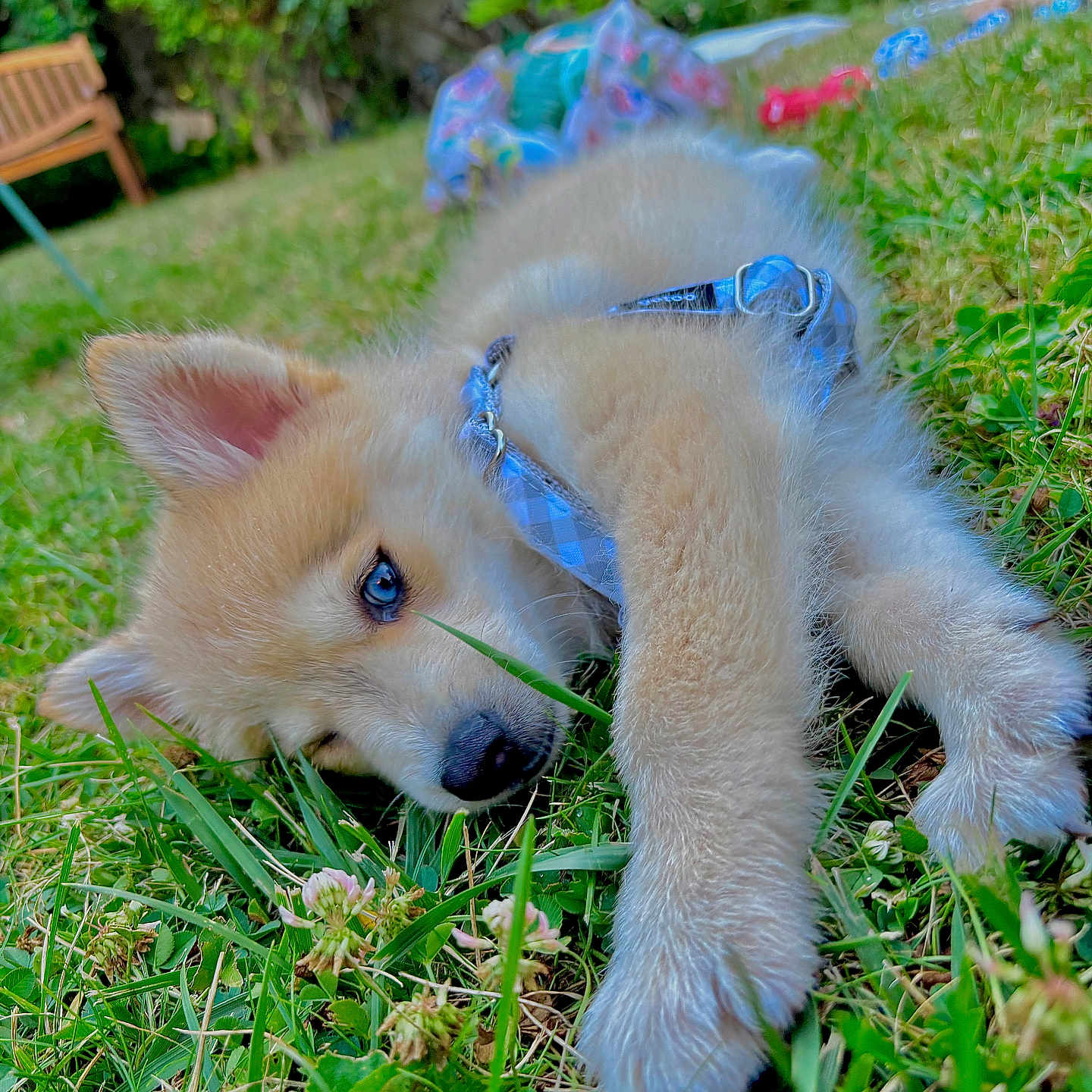 Fox
