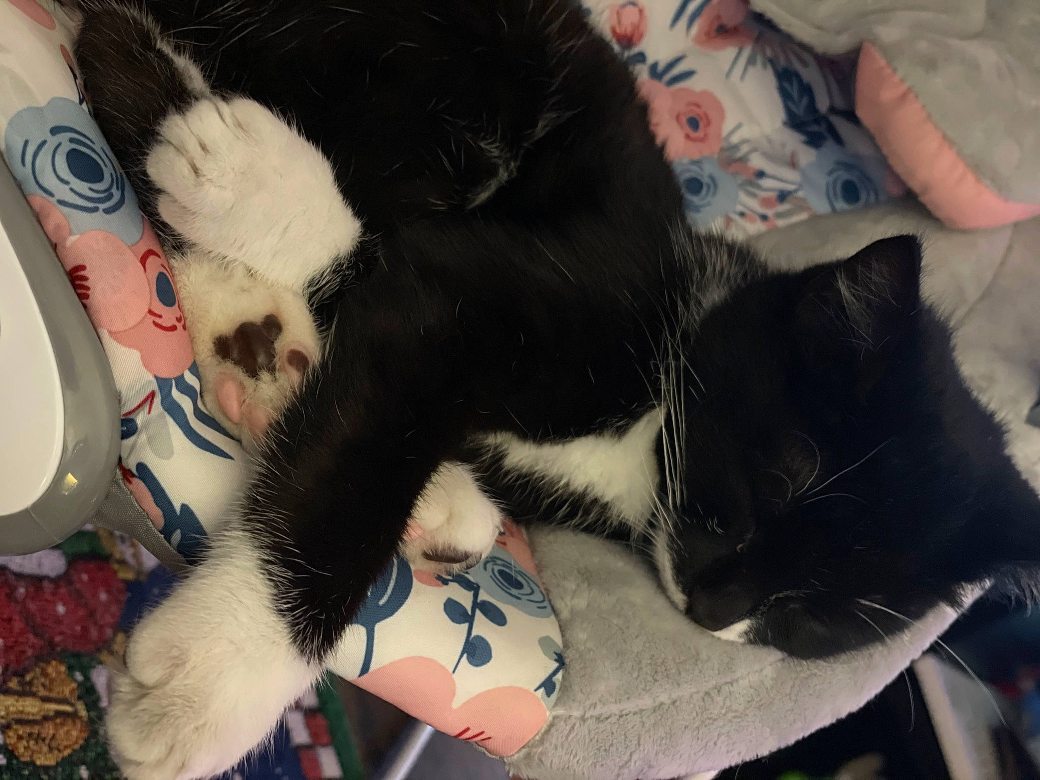 Felony is registered to the contest to win money with this photo: carmine, carnivore, cat, claw, comfort, dog_breed, domestic_short_haired_cat, felidae, foot, fur, gesture, human_leg, lap, nap, paw, small_to_medium_sized_cats, snout, tail, tree, whiskers