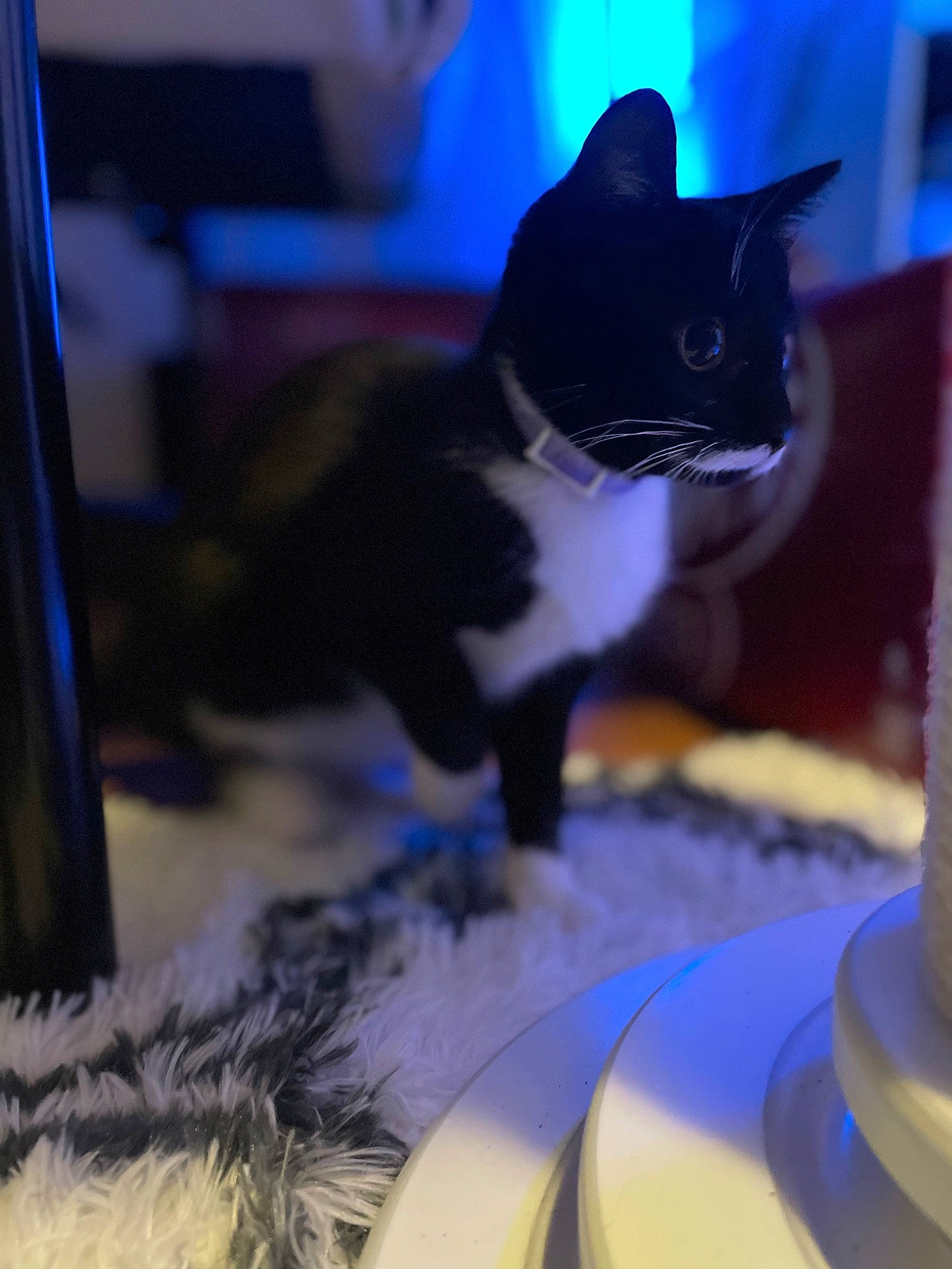 Felony is registered to the contest to win money with this photo: black_cat, blue, carnivore, cat, domestic_short_haired_cat, electric_blue, felidae, formal_wear, fur, linens, pet_supply, purple, room, small_to_medium_sized_cats, snapshot, tail, whiskers