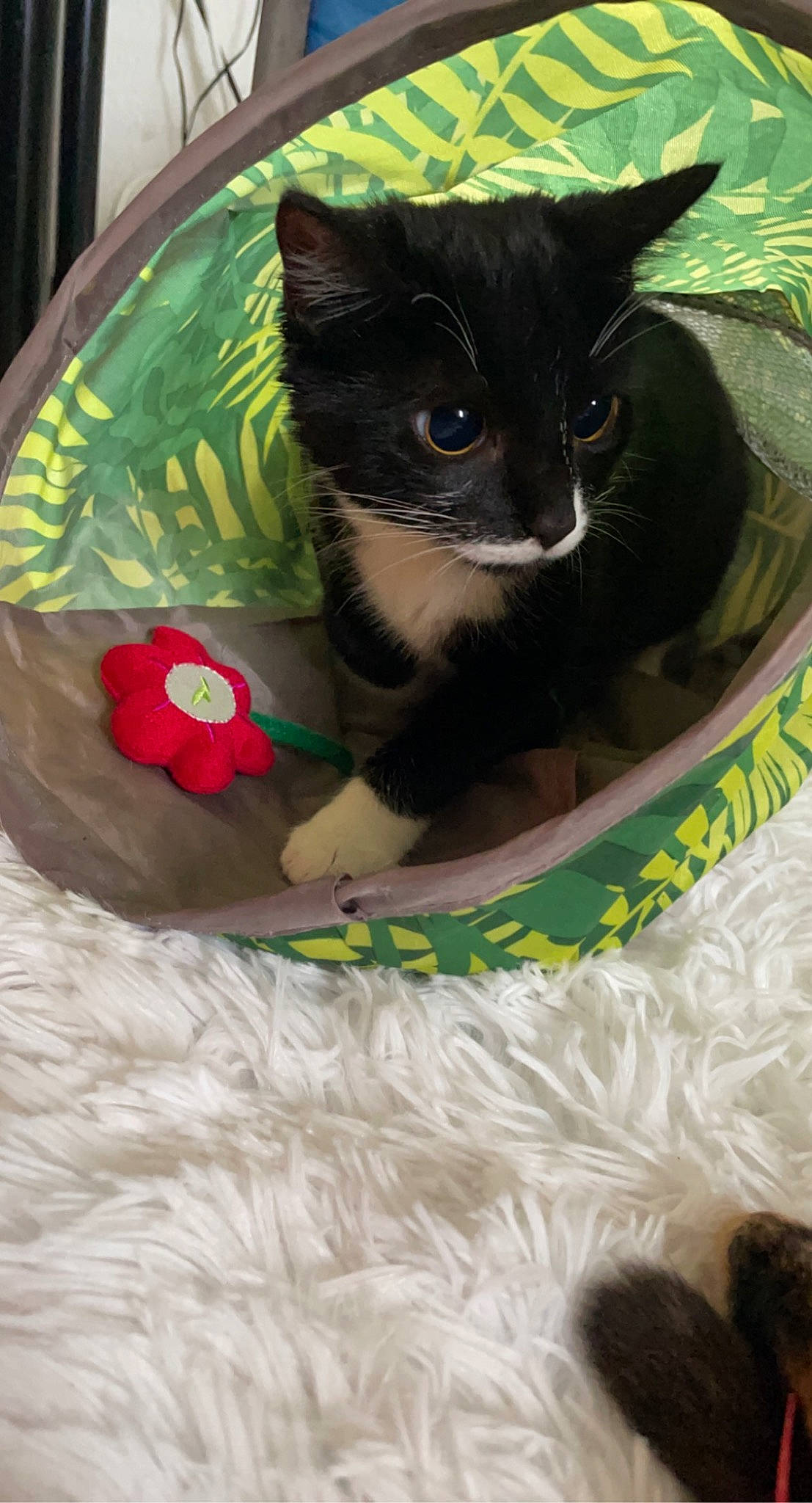 Felony joined the competition — help win amazing prizes! automotive_lighting, bag, basket, box, carnivore, cat, cat_bed, cat_furniture, cat_supply, domestic_short_haired_cat, felidae, flower, fur, grass, linens, pet_supply, small_to_medium_sized_cats, snout, tail, whiskers