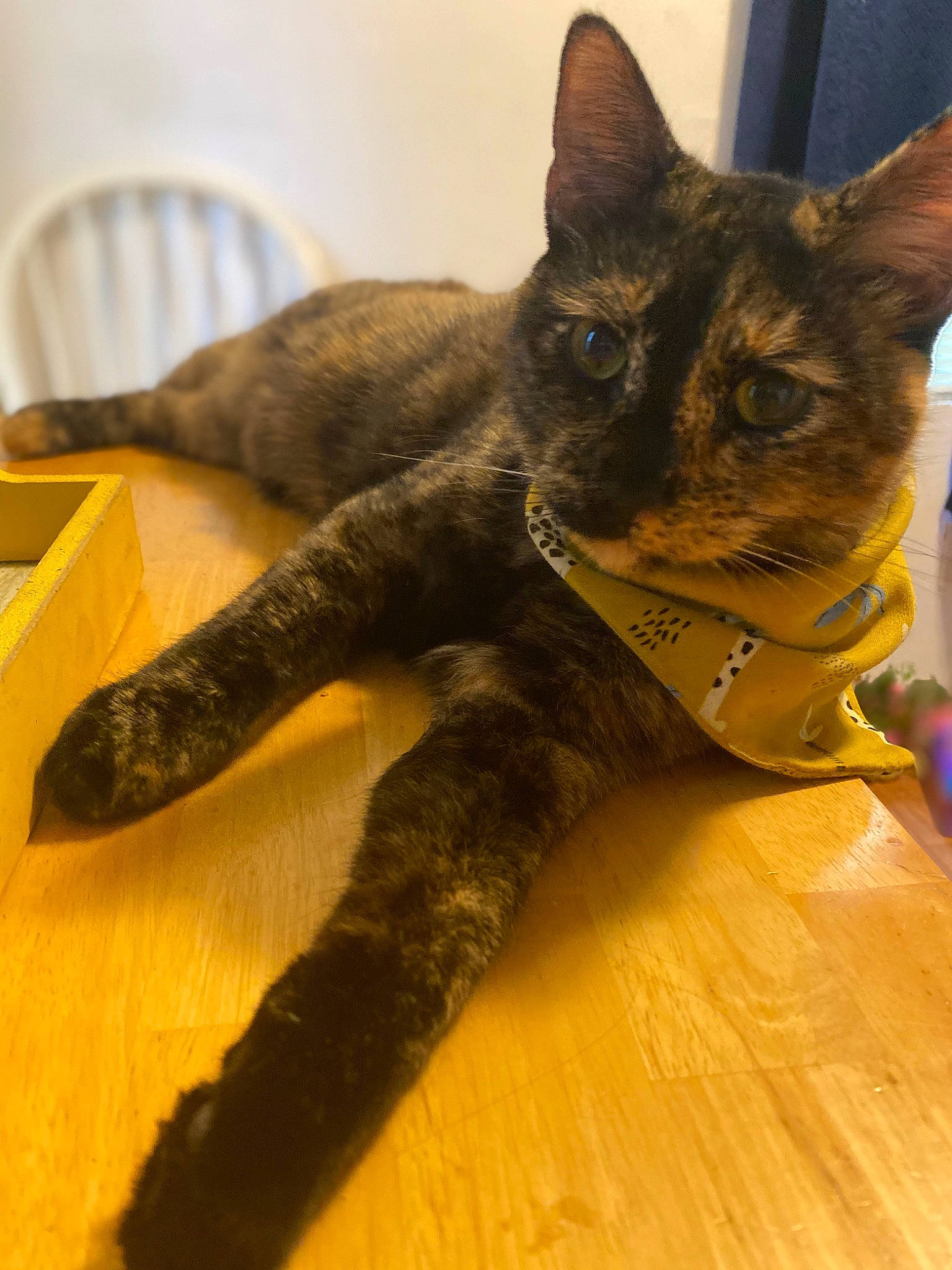 Haven is registered to the contest to win money with this photo: carnivore, cat, claw, comfort, domestic_short_haired_cat, fawn, felidae, floor, flooring, foot, fur, hardwood, human_leg, paw, small_to_medium_sized_cats, snout, tail, terrestrial_animal, whiskers, wood