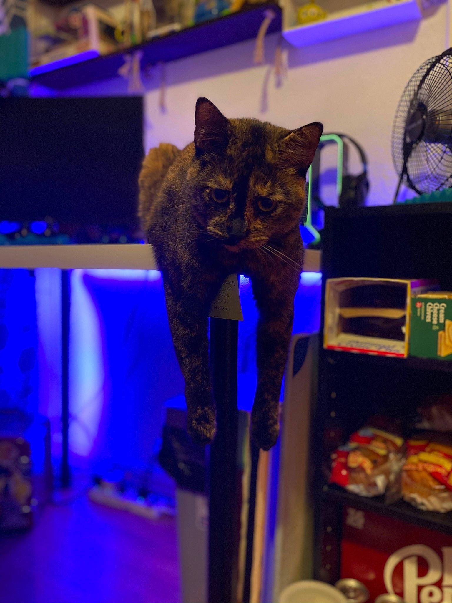 Haven joined the competition — help win amazing prizes! blue, carnivore, cat, cat_supply, claw, domestic_short_haired_cat, electric_blue, event, felidae, fur, mechanical_fan, metal, pet_supply, purple, small_to_medium_sized_cats, snout, tail, terrestrial_animal, tourist_attraction, whiskers