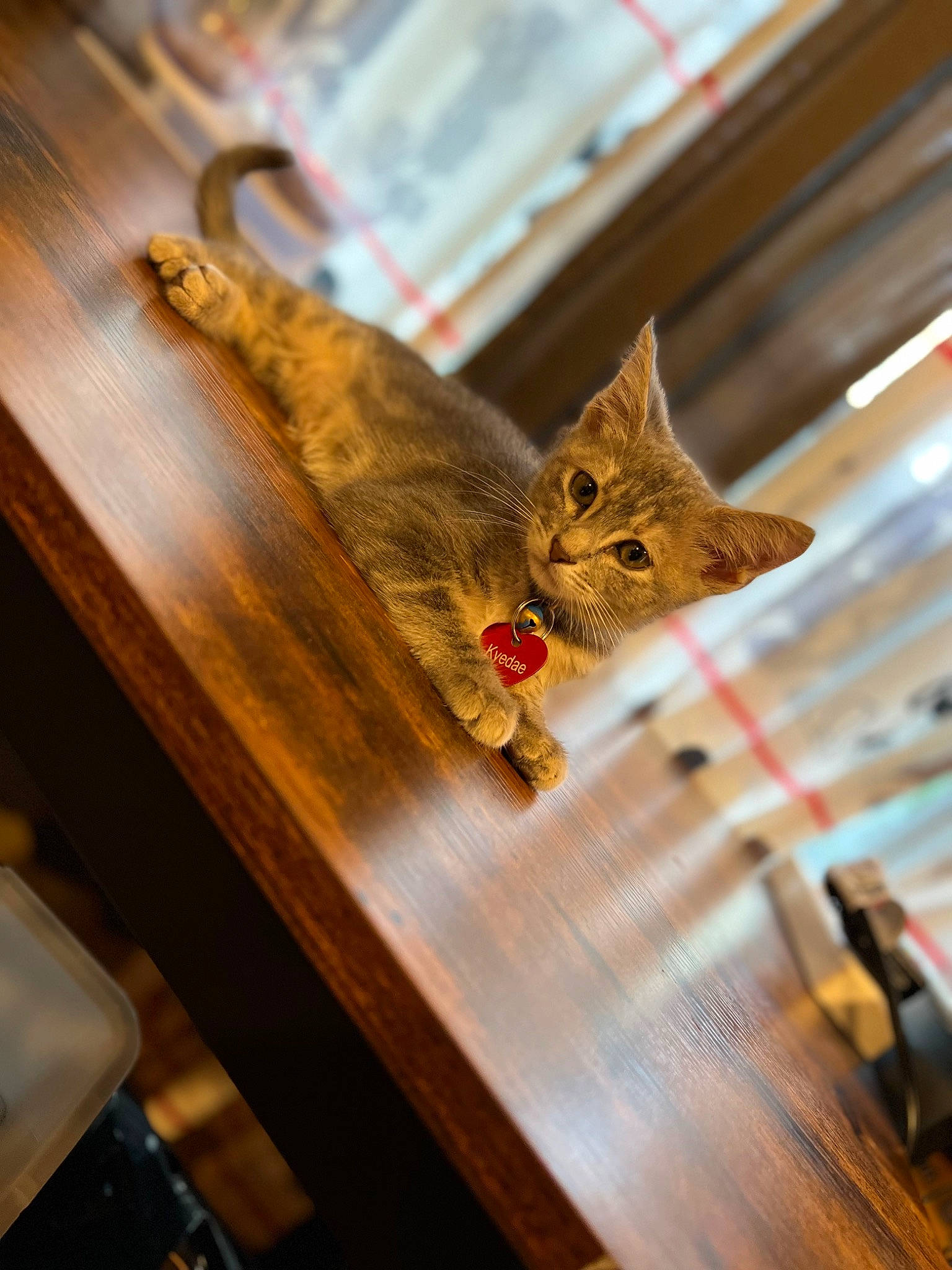 Kyedae joined the competition — help win amazing prizes! carnivore, cat, domestic_short_haired_cat, fawn, felidae, flooring, fur, hardwood, house, plant, room, small_to_medium_sized_cats, snout, table, tail, tree, whiskers, wildlife, window, wood