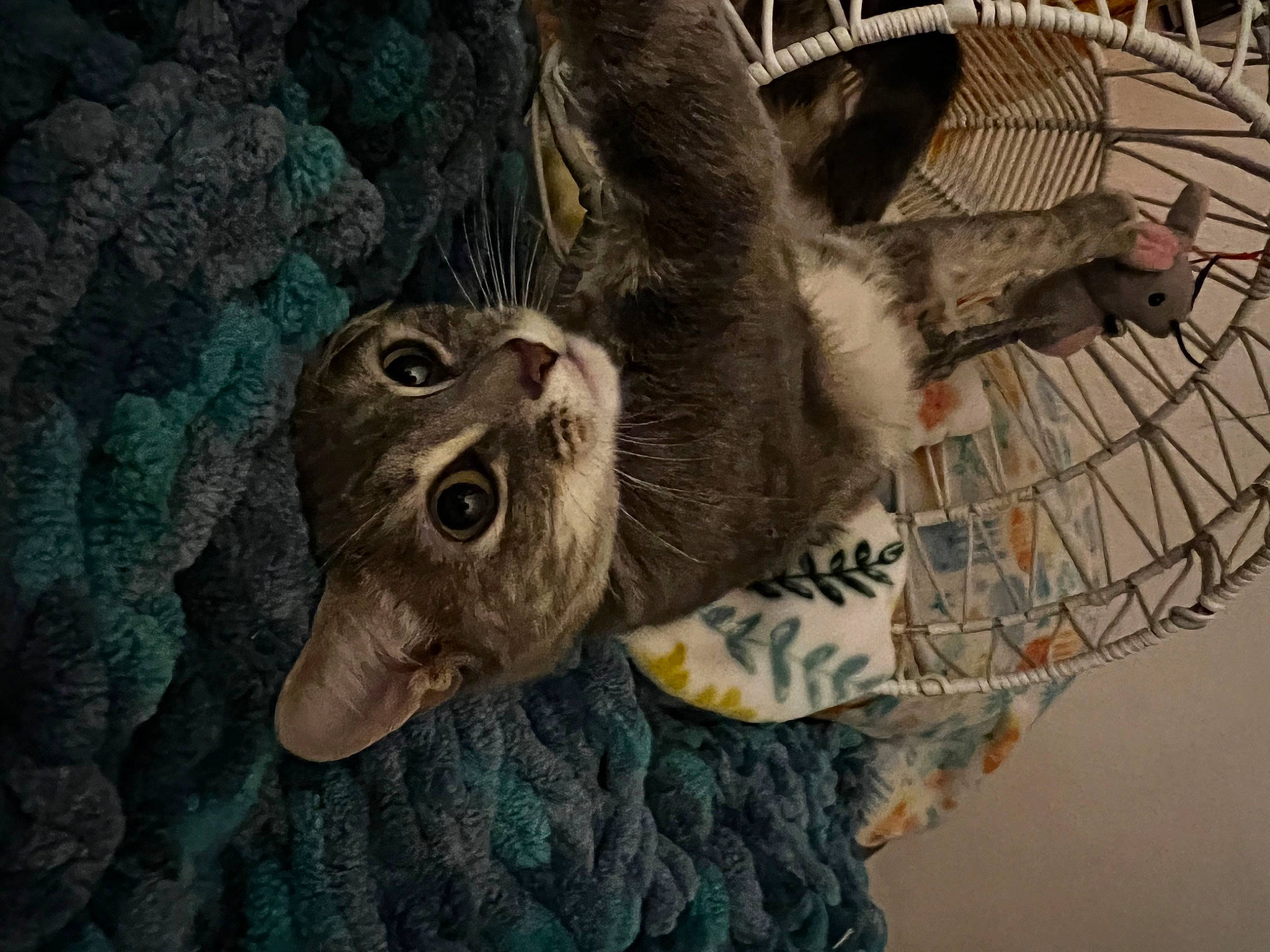 Kyedae is registered to the contest to win money with this photo: art, domestic_short_haired_cat, fawn, felidae, fur, natural_material, small_to_medium_sized_cats, snout, sporting_group, tail, terrestrial_animal, tree, visual_arts, whiskers, wildlife, wood, working_animal, wrinkle