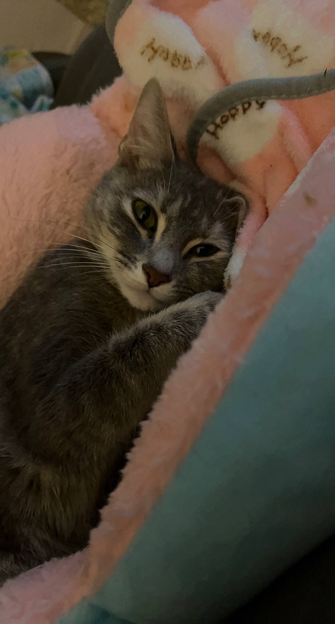 Kyedae is registered to the contest to win money with this photo: carnivore, cat, cat_supply, claw, comfort, domestic_short_haired_cat, felidae, fur, grey, paw, small_to_medium_sized_cats, snout, terrestrial_animal, whiskers, window