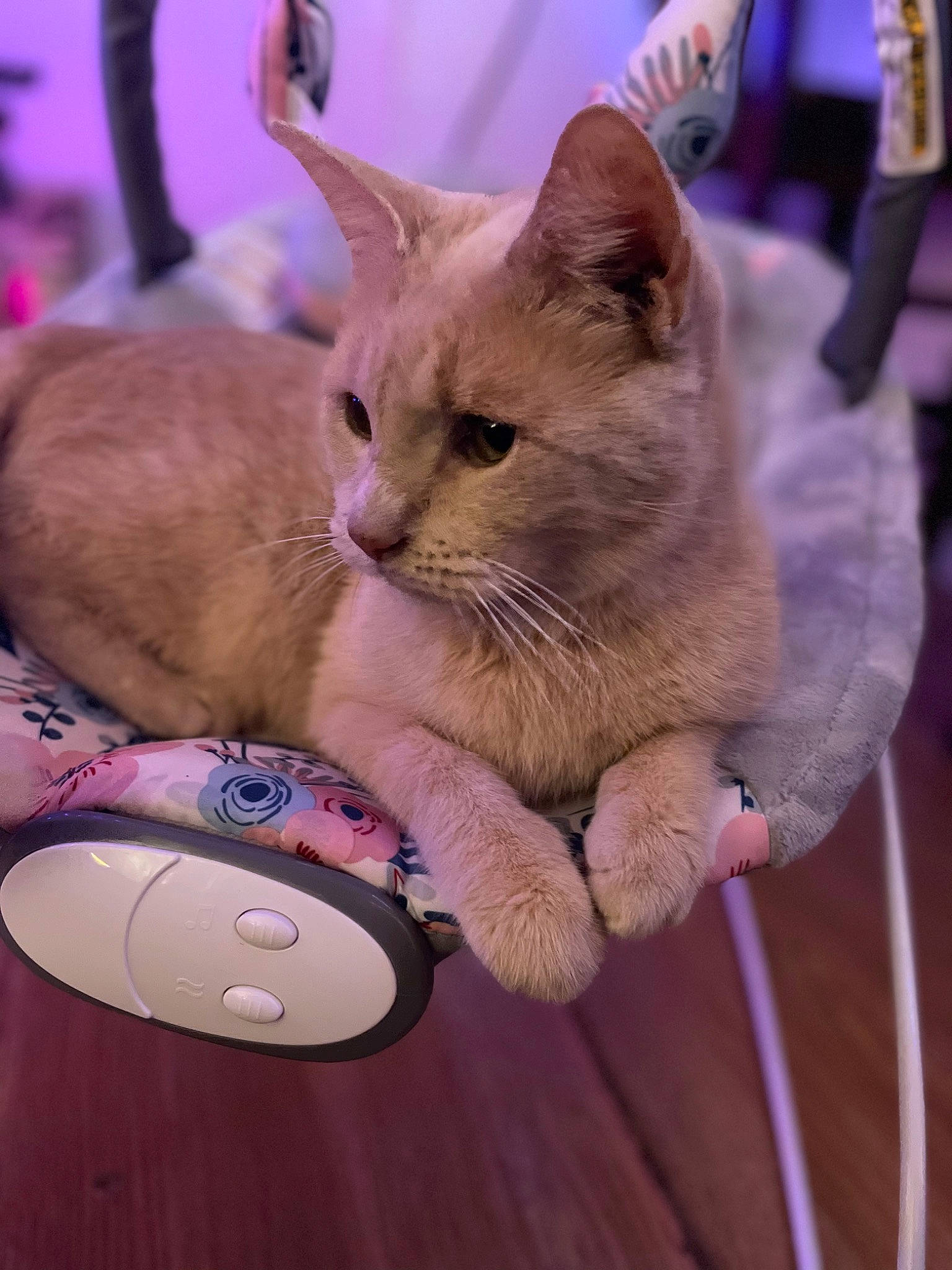 Ella is registered to the contest to win money with this photo: carnivore, cat, claw, comfort, domestic_short_haired_cat, fawn, felidae, flooring, foot, fur, gadget, gesture, nail, paw, small_to_medium_sized_cats, snout, tail, toy, whiskers, wood