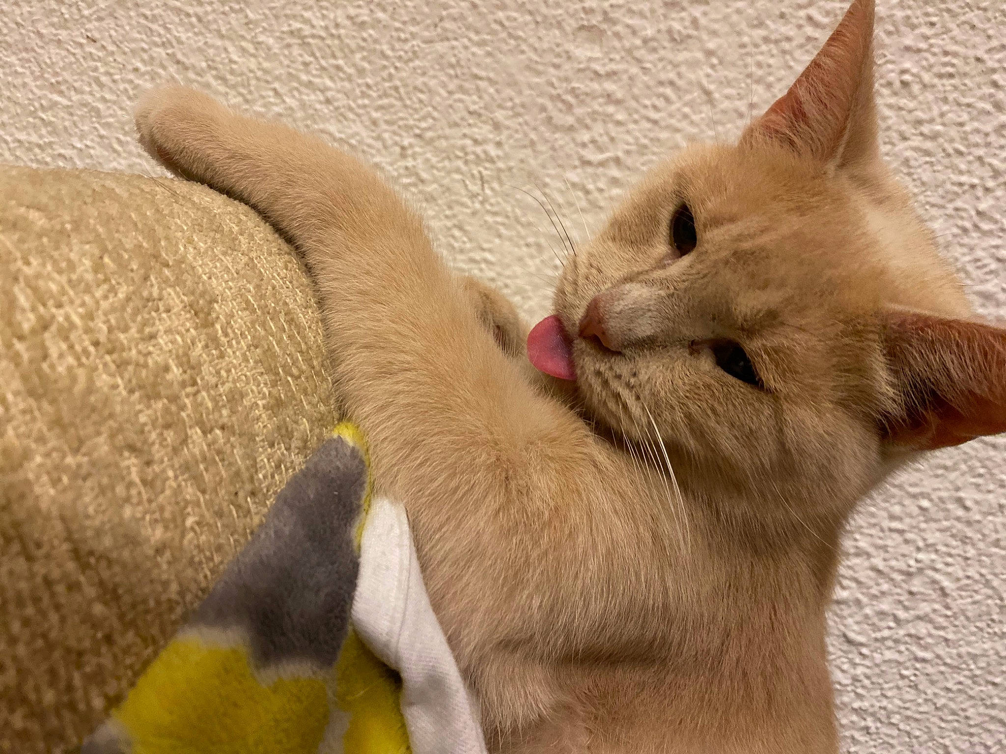 Ella joined the competition — help win amazing prizes! carnivore, cat, cat_supply, claw, comfort, domestic_short_haired_cat, fang, fawn, felidae, foot, fur, gesture, nap, paw, small_to_medium_sized_cats, tail, terrestrial_animal, whiskers