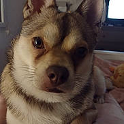 Néo a rejoint le concours — aidez-le/la à gagner de superbes lots ! animal, canine, chihuahua, computer, computerhardware, dog, electronics, entertainmentcenter, eskimodog, hardware, husky, laptop, machine, monitor, pc, pet, puppy, screen, spoke, tv