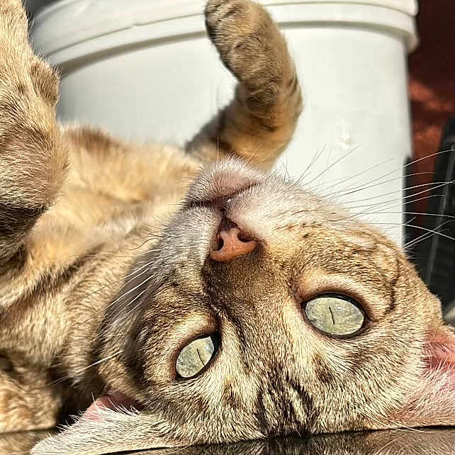 Luna