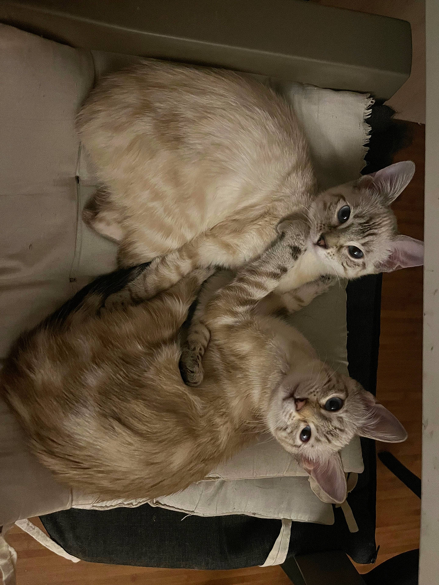 Cracotte Biscotte participe au concours pour gagner de l'argent avec cette photo : abyssinian, animal, architecture, armchair, building, cat, chair, couch, furniture, hardwood, homedecor, indoors, kitten, livingroom, manx, pet, room, shelf, siamese, wood