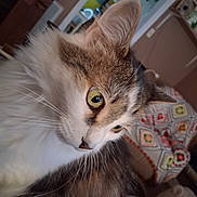 Muffins is registered to the contest to win money with this photo: cat, close_up, side_profile, fluffy, yellow_eyes, indoor, cozy, blanket, crochet, home_decor, furniture, pet, animal, whiskers, fur, domestic_cat, curious, sitting, household, portrait