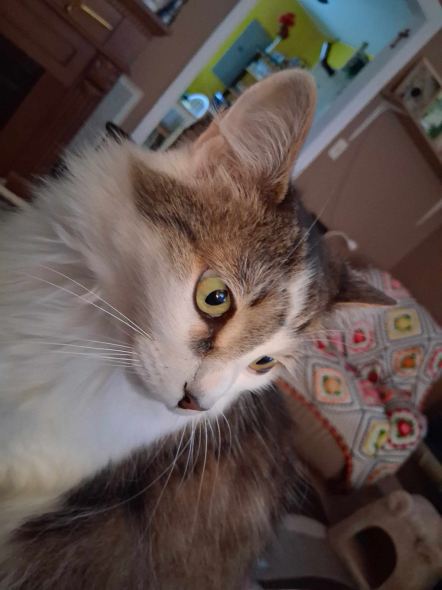 Muffins is registered to the contest to win money with this photo: cat, close_up, side_profile, fluffy, yellow_eyes, indoor, cozy, blanket, crochet, home_decor, furniture, pet, animal, whiskers, fur, domestic_cat, curious, sitting, household, portrait