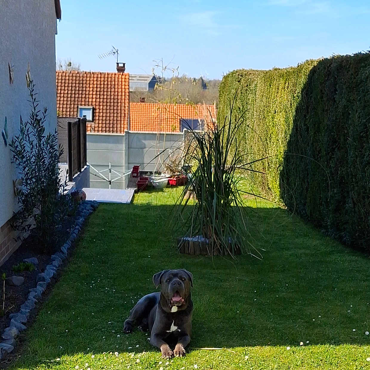 Nesquick participe au concours pour gagner de l'argent avec cette photo : backyard, black_dog, blue_sky, canine, daylight, dog, fence, flowers, garden, grass, hedge, house, lawn, nature, outdoor, pet, plant, residential, resting, sunlight