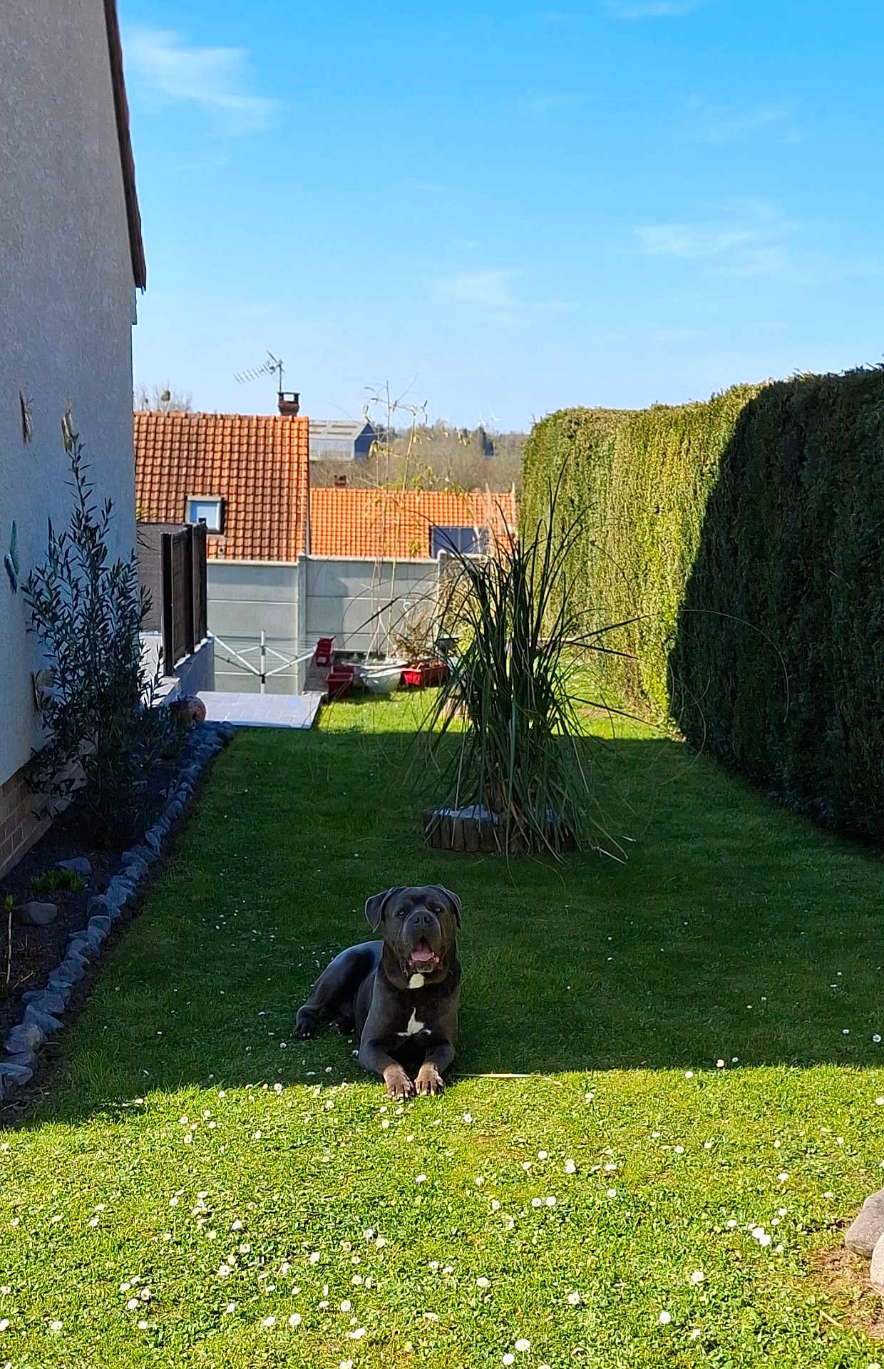 Nesquick participe au concours pour gagner de l'argent avec cette photo : dog, black_dog, grass, garden, hedge, house, outdoor, daylight, blue_sky, flowers, lawn, pet, canine, sunlight, resting, nature, residential, plant, fence, backyard