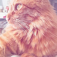 Azraëlle a rejoint le concours — aidez-le/la à gagner de superbes lots ! cat, orange_cat, fluffy, close_up, whiskers, feline, pet, domestic_cat, indoor, cozy, knitted_blanket, soft_texture, resting, side_view, cute, animal, fur, portrait, warm_lighting, relaxed