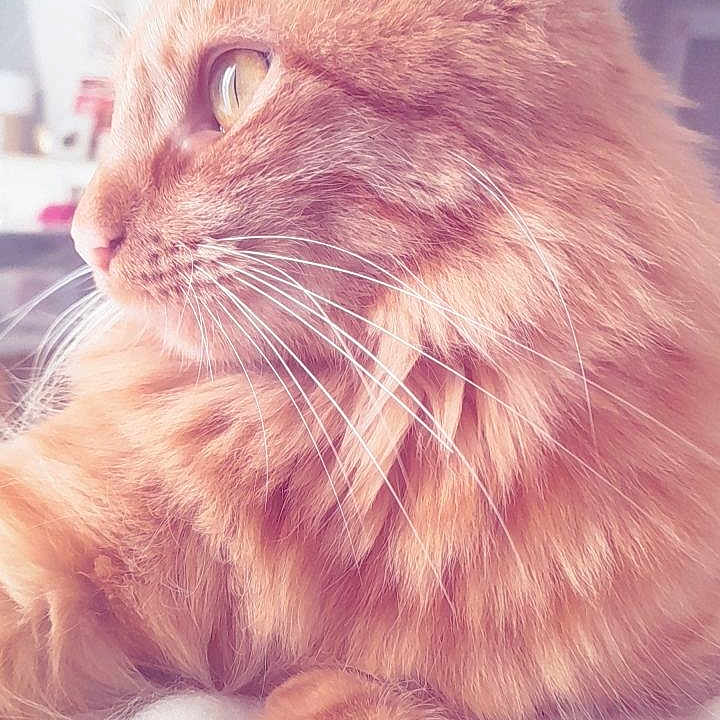 Azraëlle a rejoint le concours — aidez-le/la à gagner de superbes lots ! animal, cat, close_up, cozy, cute, domestic_cat, feline, fluffy, fur, indoor, knitted_blanket, orange_cat, pet, portrait, relaxed, resting, side_view, soft_texture, warm_lighting, whiskers