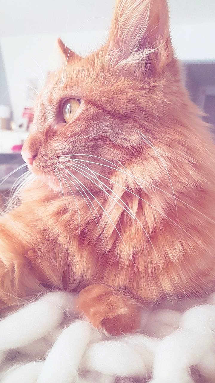 Azraëlle a rejoint le concours — aidez-le/la à gagner de superbes lots ! cat, orange_cat, fluffy, close_up, whiskers, feline, pet, domestic_cat, indoor, cozy, knitted_blanket, soft_texture, resting, side_view, cute, animal, fur, portrait, warm_lighting, relaxed