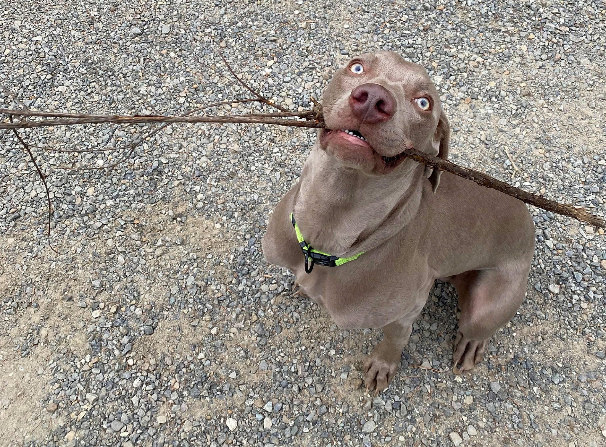 Mando joined the competition — help win amazing prizes! asphalt, canidae, carnivore, collar, companion_dog, concrete, dog, dog_breed, dog_collar, dog_supply, fawn, leash, liver, pet_supply, road_surface, snout, sporting_group, tail, terrestrial_animal, working_animal