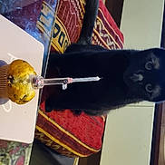 Salsa participe au concours pour gagner de l'argent avec cette photo : black_cat, bombay, carnivore, cat, comfort_food, domestic_short_haired_cat, felidae, finger_food, fur, room, small_to_medium_sized_cats, stuffed_toy, tail, whiskers