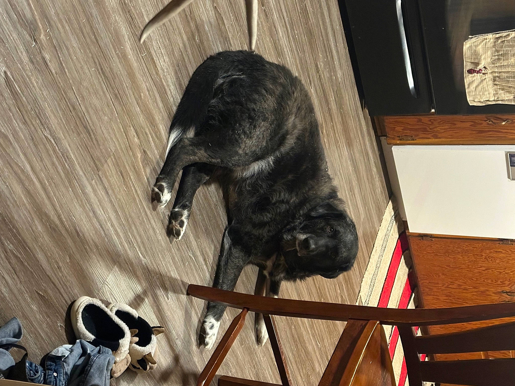 Zip is registered to the contest to win money with this photo: black_cat, canidae, claw, dog_breed, felidae, flooring, fur, guitar, metal, microphone, musical_instrument, mustelidae, shadow, small_to_medium_sized_cats, tail, terrestrial_animal, whiskers, wood