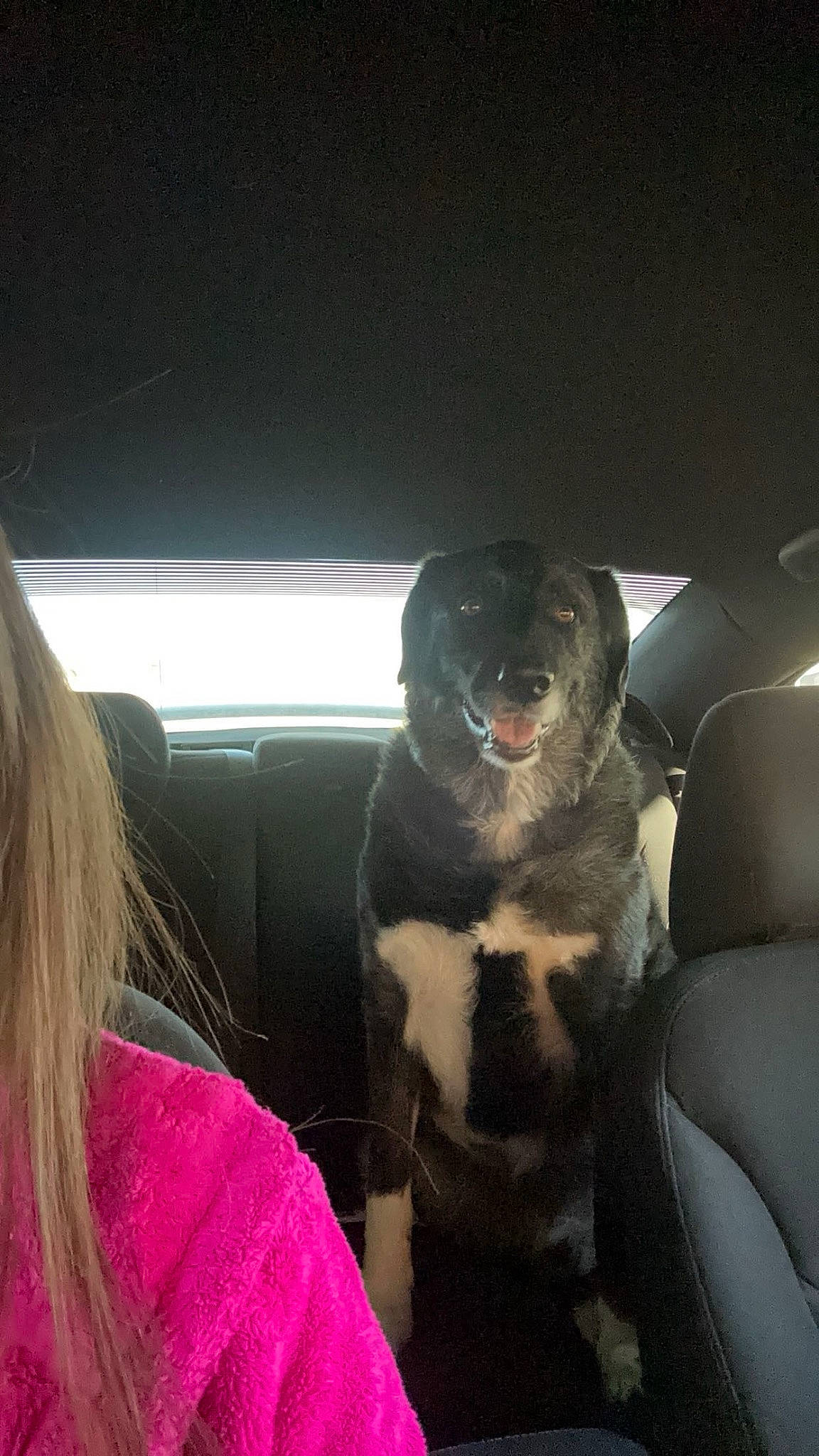 Zip is registered to the contest to win money with this photo: auto_part, automotive_design, automotive_exterior, car, car_seat, car_seat_cover, carnivore, comfort, companion_dog, dog, dog_breed, family_car, head_restraint, motor_vehicle, personal_luxury_car, seat_belt, steering_part, steering_wheel, vehicle_door, windshield