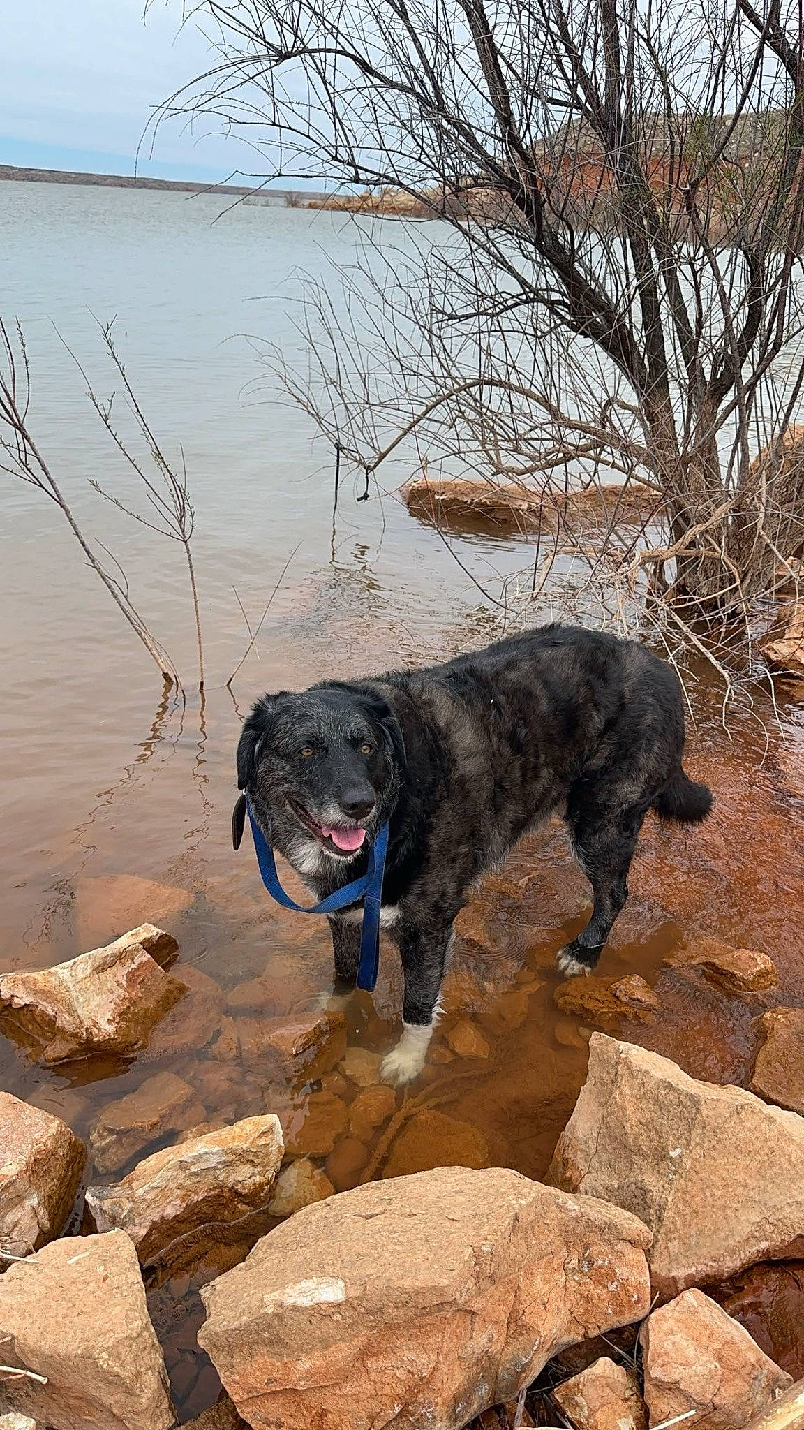 Zip joined the competition — help win amazing prizes! adventure, borador, canidae, carnivore, collar, dog, dog_breed, dog_collar, fawn, gun_dog, lake, plant, snout, soil, sporting_group, tail, tree, twig, water, working_animal