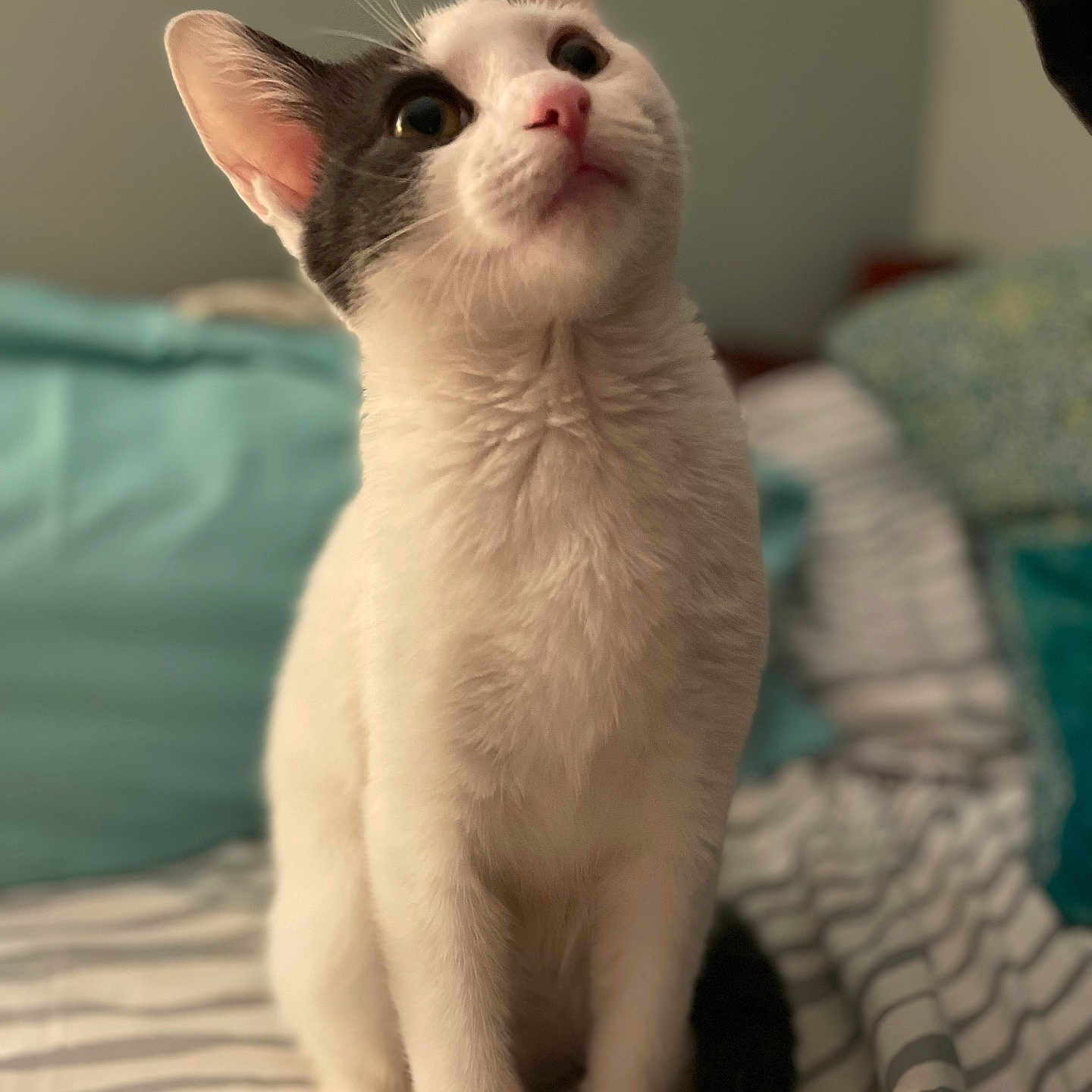 Pricilla Fran joined the competition — help win amazing prizes! animal, bed, black_and_white, cat, closeup, cozy, curious, cute, domestic, ears, feline, fur, indoor, pet, pillow, sitting, soft_lighting, striped_bedspread, tail, whiskers