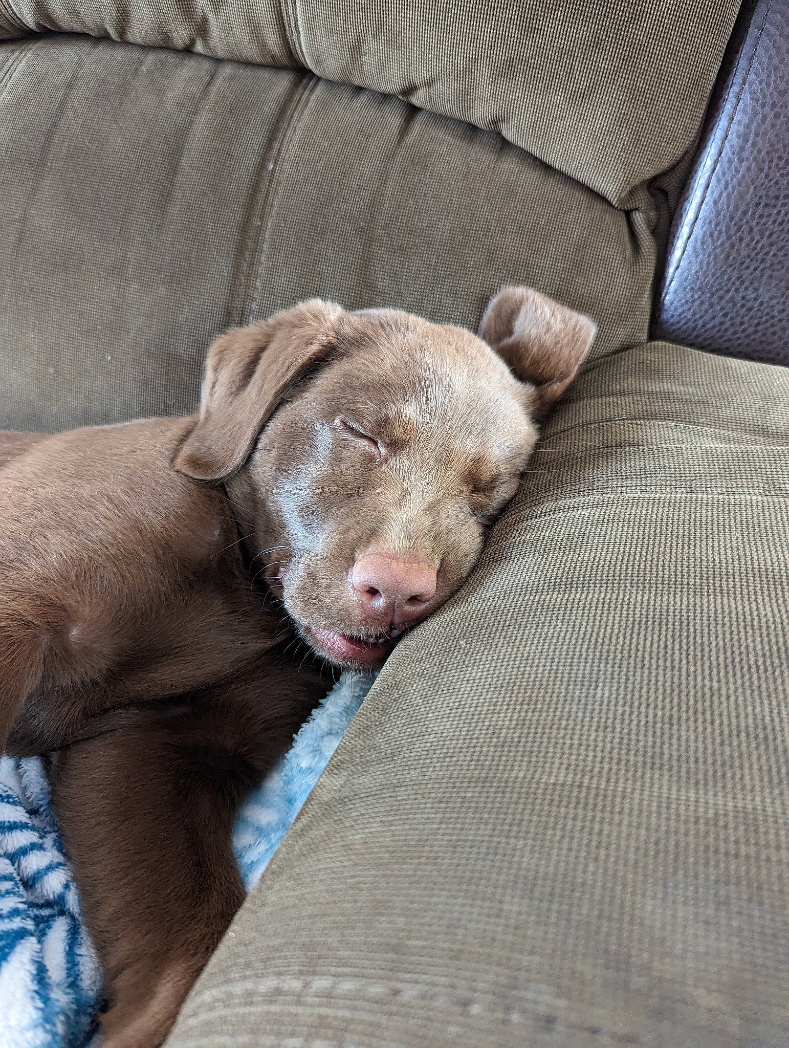 Saffron is registered to the contest to win money with this photo: canidae, carnivore, comfort, companion_dog, dog, dog_breed, fawn, fur, gun_dog, linens, liver, non_sporting_group, sporting_group, terrestrial_animal, whiskers, working_animal