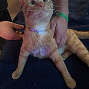 Robin joined the competition — help win amazing prizes! cat, orange_cat, tabby_cat, pet, collar, human_hand, petting, blanket, indoor, close_up, whiskers, paws, sitting, wide_eyes, fur, cozy, domestic_animal, lap, portrait, soft_fabric