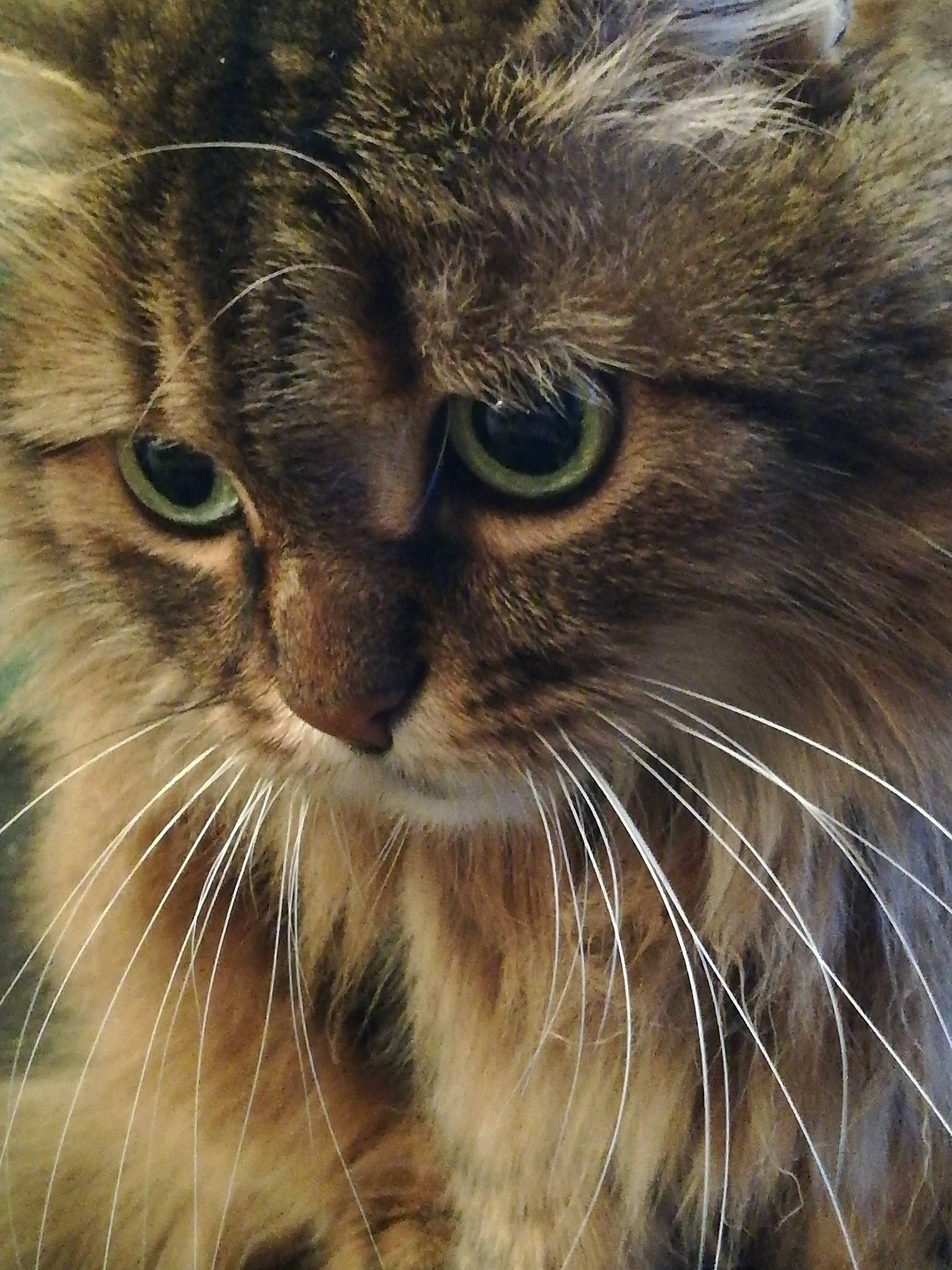 Melany a rejoint le concours — aidez-le/la à gagner de superbes lots ! carnivore, cat, close_up, domestic_short_haired_cat, eye, fawn, felidae, fur, grass, hair, head, laperm, maine_coon, mammal, small_to_medium_sized_cats, snout, terrestrial_animal, vertebrate, whiskers, wildlife